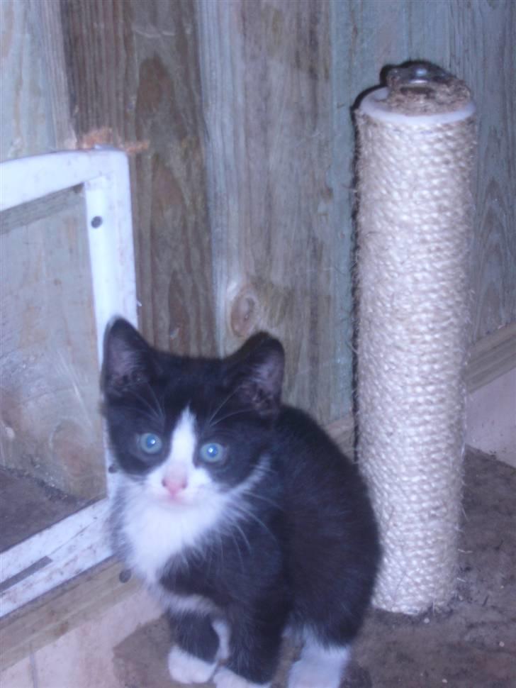 Huskat bølle  billede 5