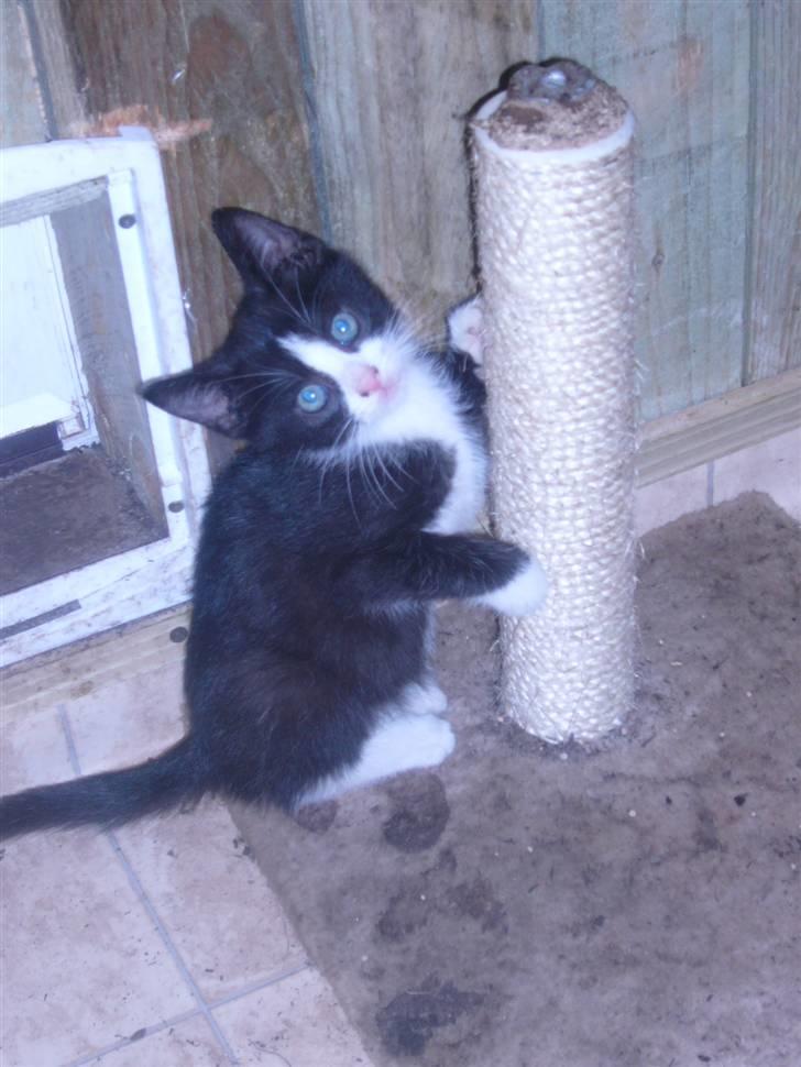 Huskat bølle  billede 6