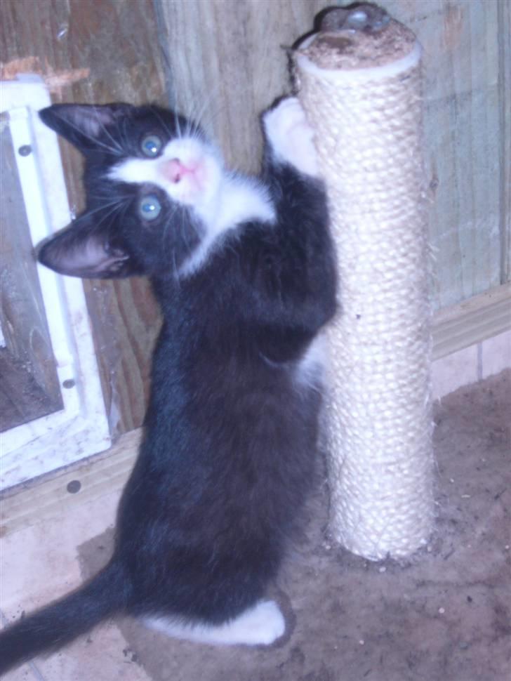 Huskat bølle  billede 7