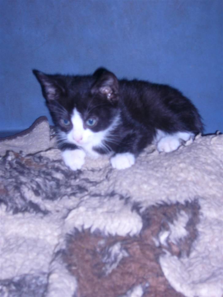 Huskat bølle  billede 8