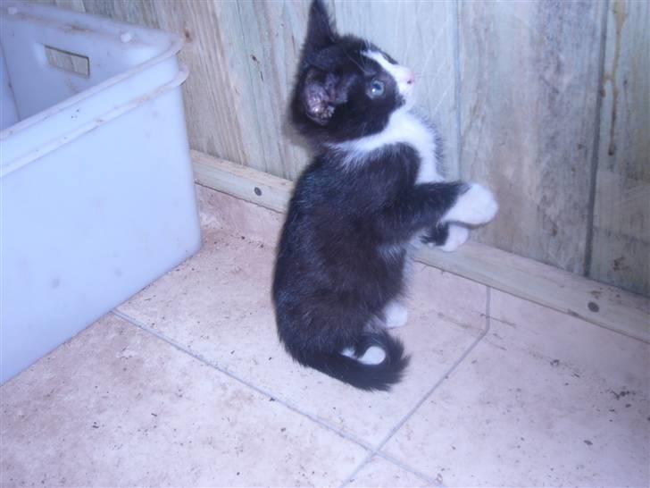 Huskat bølle  billede 9