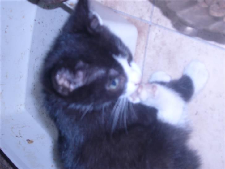 Huskat bølle  billede 10