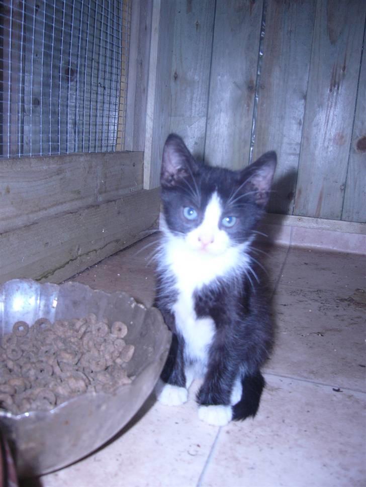 Huskat bølle  billede 11