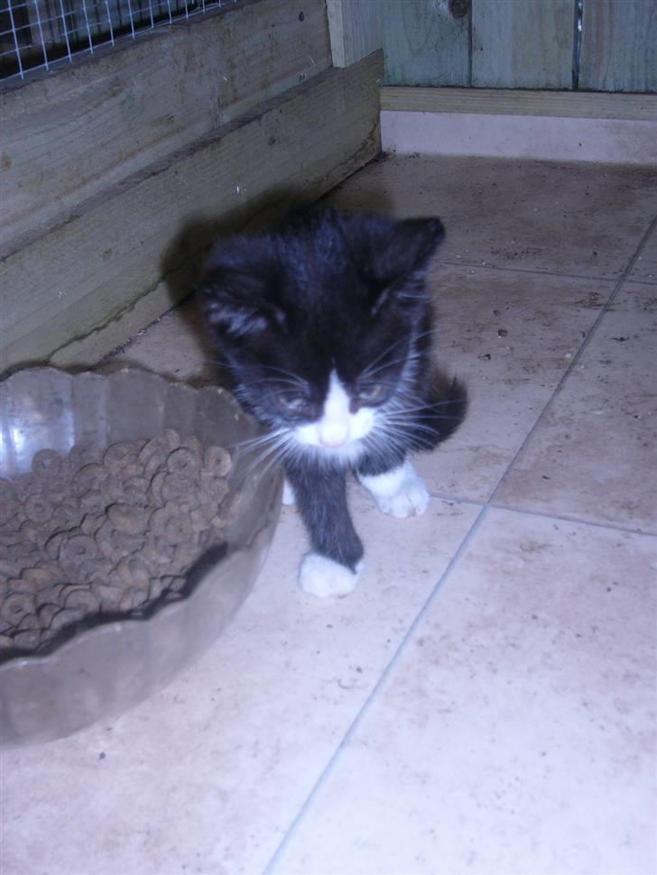 Huskat bølle  billede 12