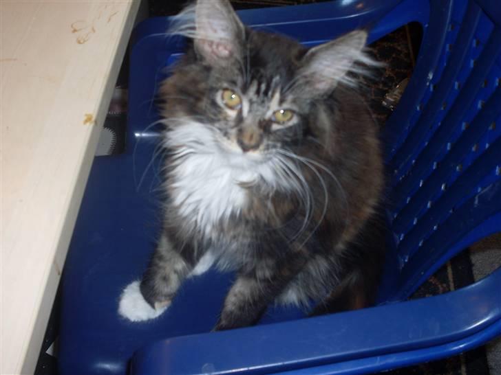 Maine Coon Ronja billede 1