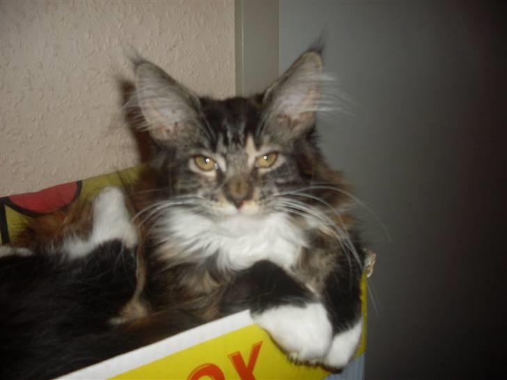 Maine Coon Ronja billede 2