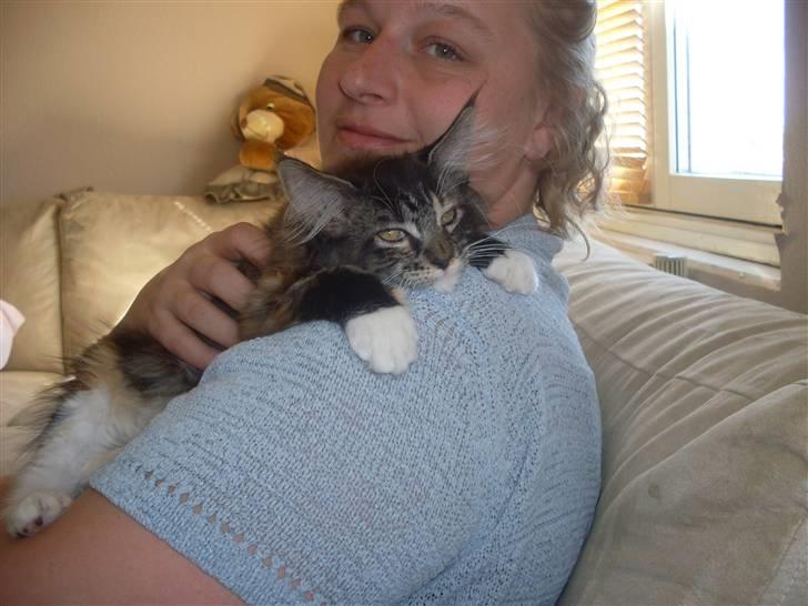 Maine Coon Ronja billede 3