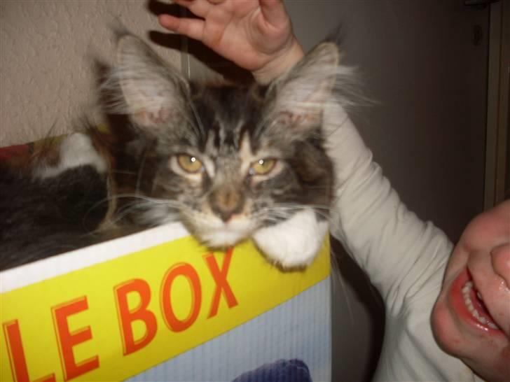 Maine Coon Ronja billede 4