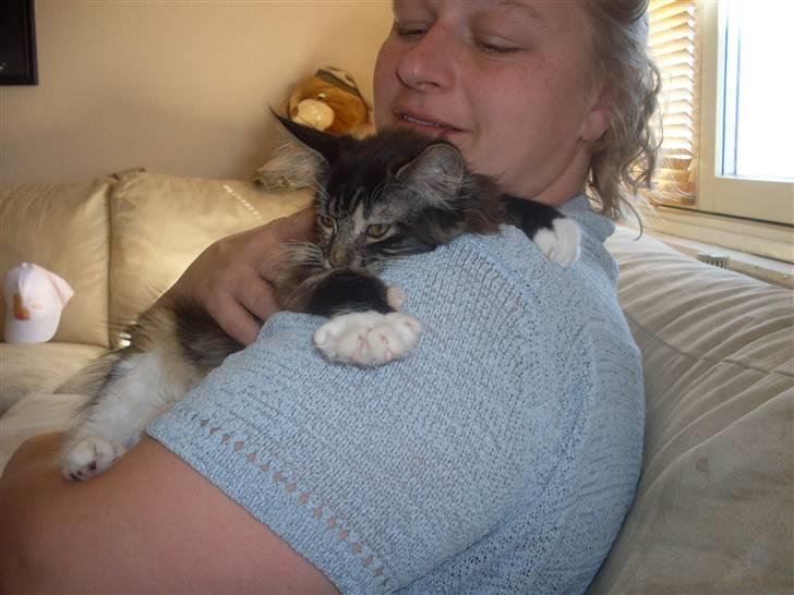 Maine Coon Ronja billede 5