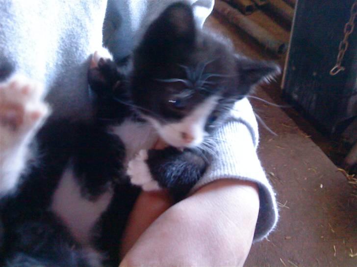 Huskat Magnus* spist af min hund - Velkommen til Magnus´s profil billede 1