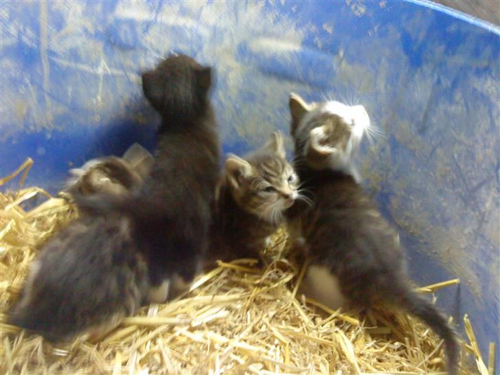 Huskat Magnus* spist af min hund - Alle killingerne billede 2