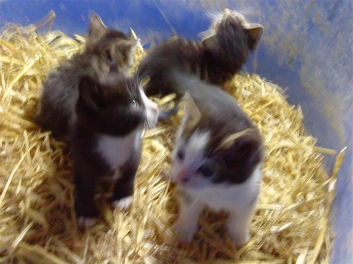 Huskat Magnus* spist af min hund - Magnus og hans brødre billede 3