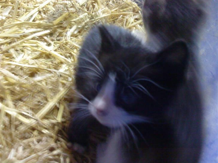 Huskat Magnus* spist af min hund - Min lille skat!<3 billede 4