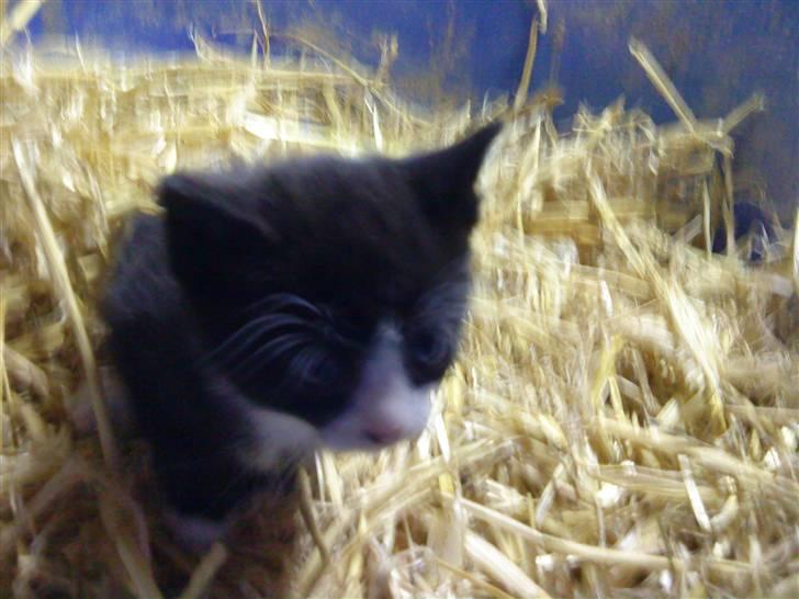 Huskat Magnus* spist af min hund - Er jeg ikke bare sød?<3 billede 5