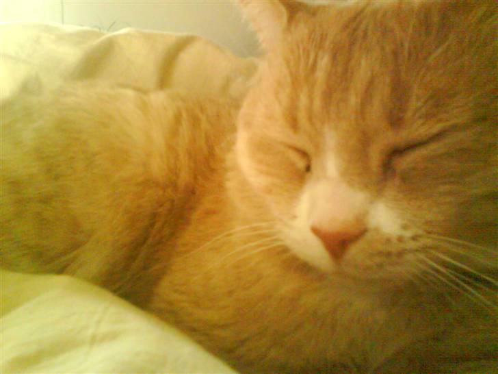 Blanding af racer Bailey- Død):  - Hygge i sofaen. d; billede 1