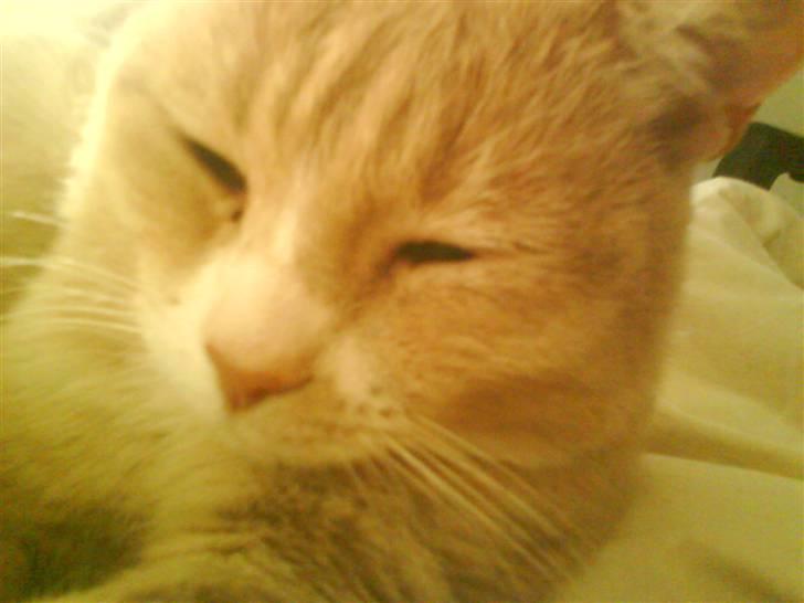 Blanding af racer Bailey- Død):  - Hygge i sofan. d; billede 2