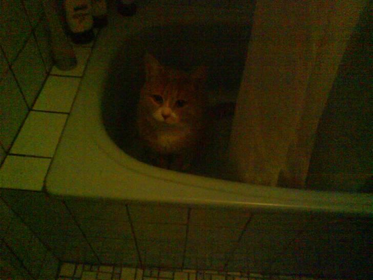 Blanding af racer Bailey- Død):  - Hehe fjolle Bailey, gemmer sig i badekarret(Han elskede vand) billede 3