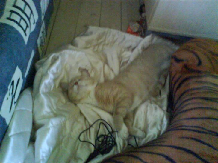 Blanding af racer Bailey- Død):  - Hehe bailey sover! d; billede 4