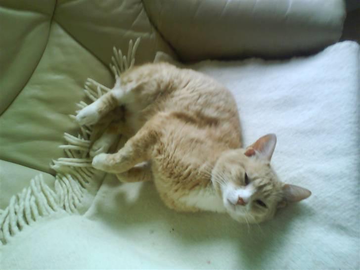 Blanding af racer Bailey- Død):  - Bailey ligger og kigge. billede 5