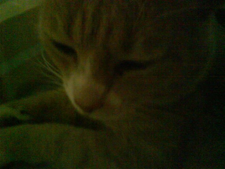 Blanding af racer Bailey- Død):  - Bailey sover næsten billede 6