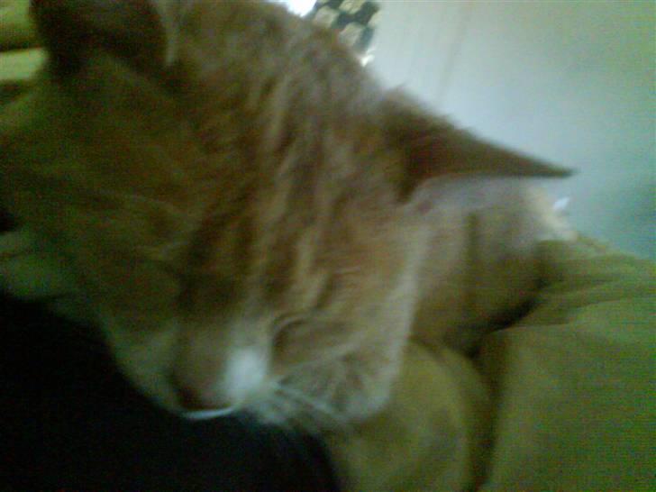 Blanding af racer Bailey- Død):  - Nu sover bailey :D billede 7