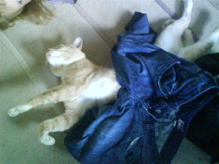 Blanding af racer Bailey- Død):  - Bailey strækker ud d;  billede 8