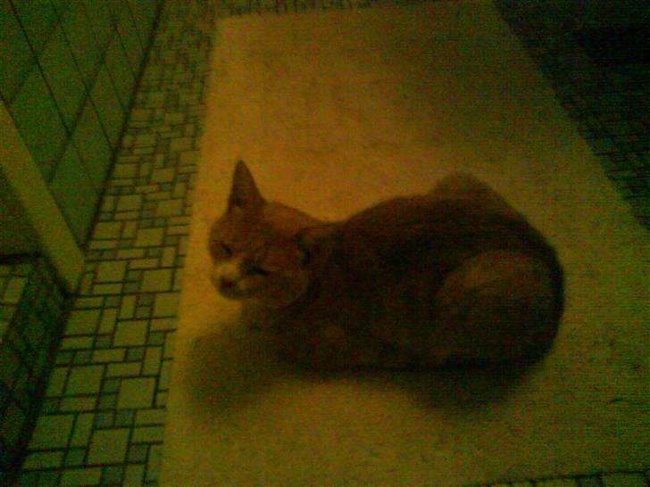 Blanding af racer Bailey- Død):  - Bailey gad ikke ud for badeværelset han vil i bad! billede 9