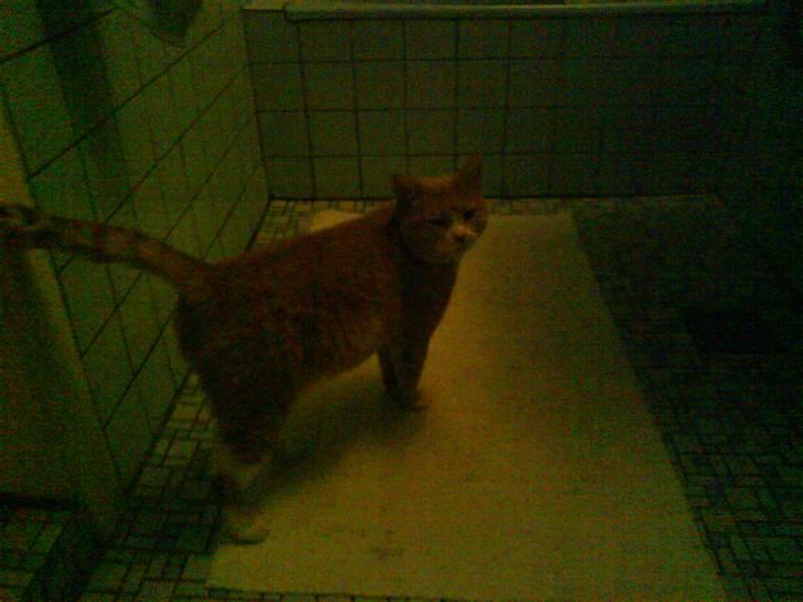 Blanding af racer Bailey- Død):  - Bailey løfter halen hvor er han fin d; billede 10