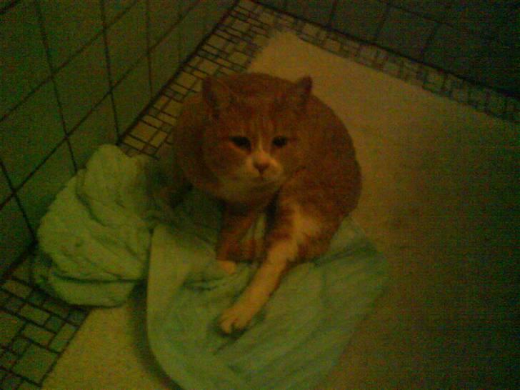 Blanding af racer Bailey- Død):  - Bailey bliver tørret han har lige været i bad d; billede 11