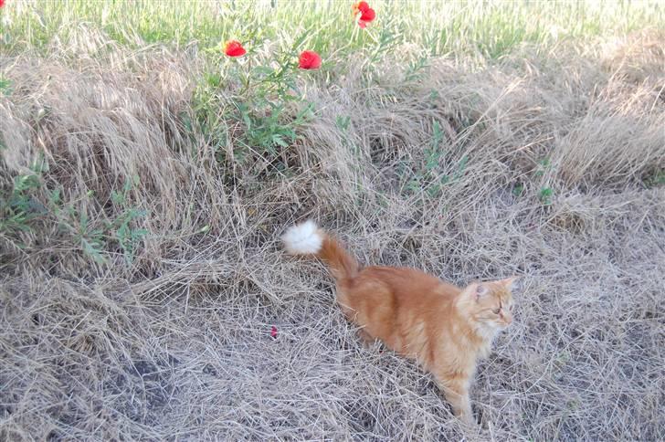 Huskat Gøjser billede 11