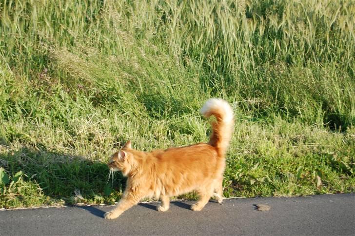Huskat Gøjser billede 12