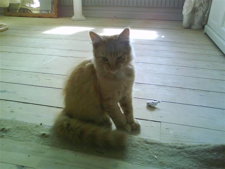 Blanding af racer Omali- Død ):  - Blinkende kat. d; billede 1