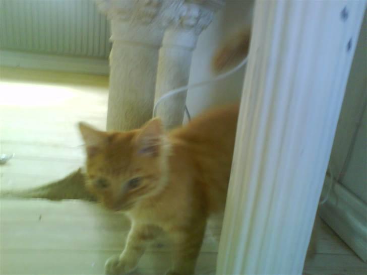 Blanding af racer Omali- Død ):  - Kuk kuk billede 2