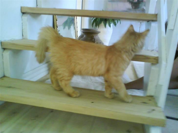 Blanding af racer Omali- Død ):  - And opwe gow billede 3