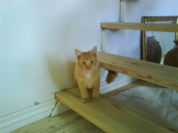 Blanding af racer Omali- Død ):  - Hallo! billede 4