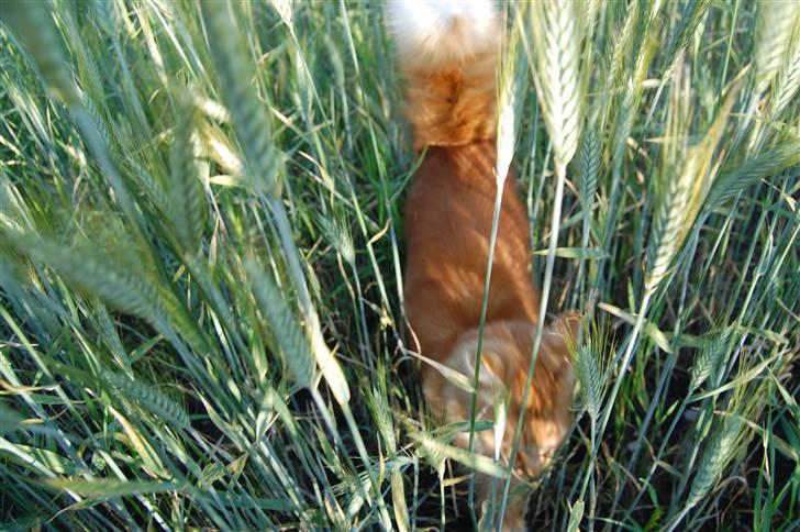 Huskat Gøjser billede 13