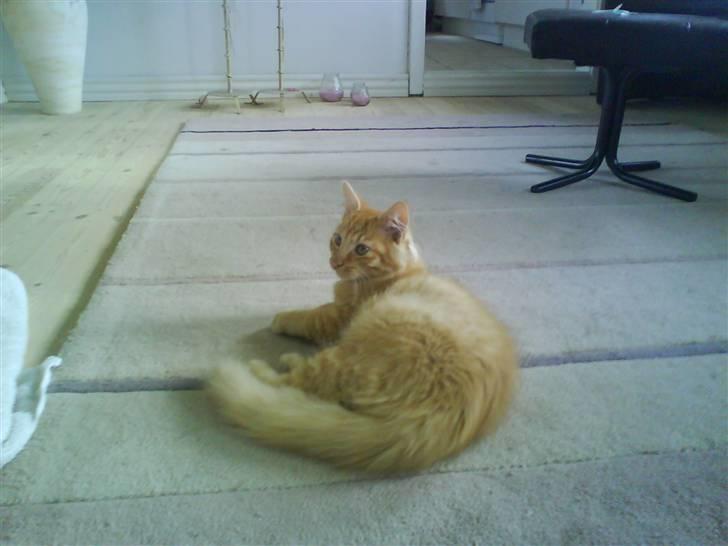 Blanding af racer Omali- Død ):  - Ligger og hygger  billede 5