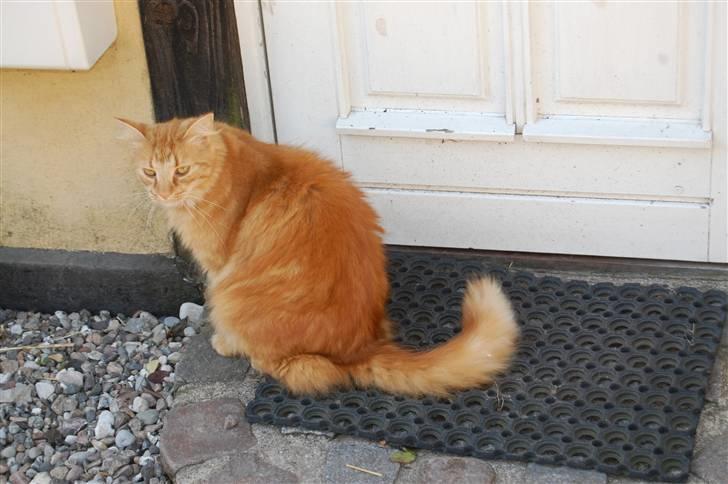 Huskat Gøjser billede 14