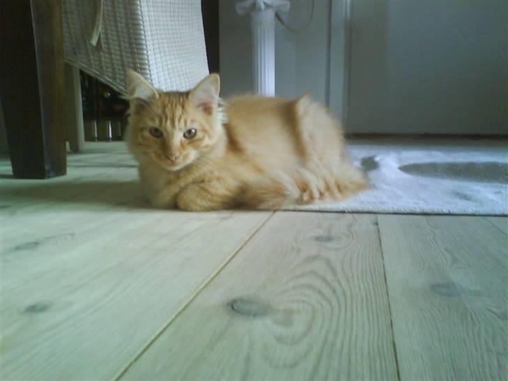 Blanding af racer Omali- Død ):  - Jeg fanger dig d; billede 6