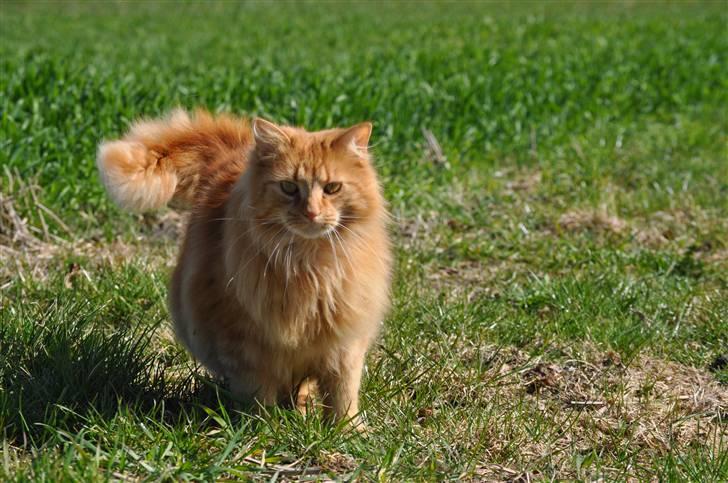 Huskat Gøjser billede 15