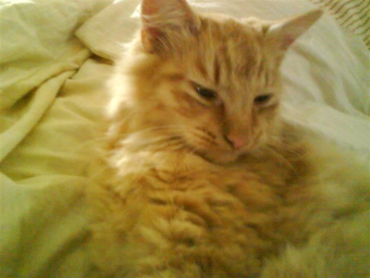 Blanding af racer Omali- Død ):  - Årh jeg sover :D billede 7