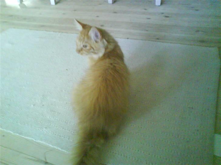 Blanding af racer Omali- Død ):  - Hov hvad er det? billede 8