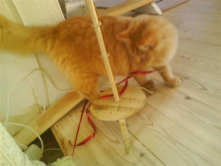 Blanding af racer Omali- Død ):  - gå væk! billede 9