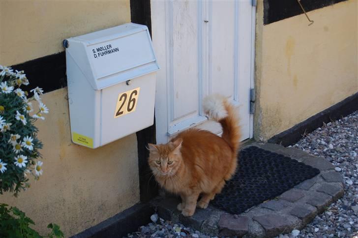 Huskat Gøjser billede 16