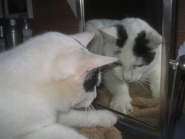 Blanding af racer Pelle *R.I.P* - Hvem er den flotte fyr? billede 9