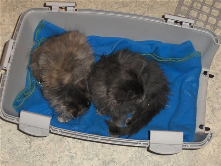 Blanding af racer Malou har fået nyt hjem billede 1