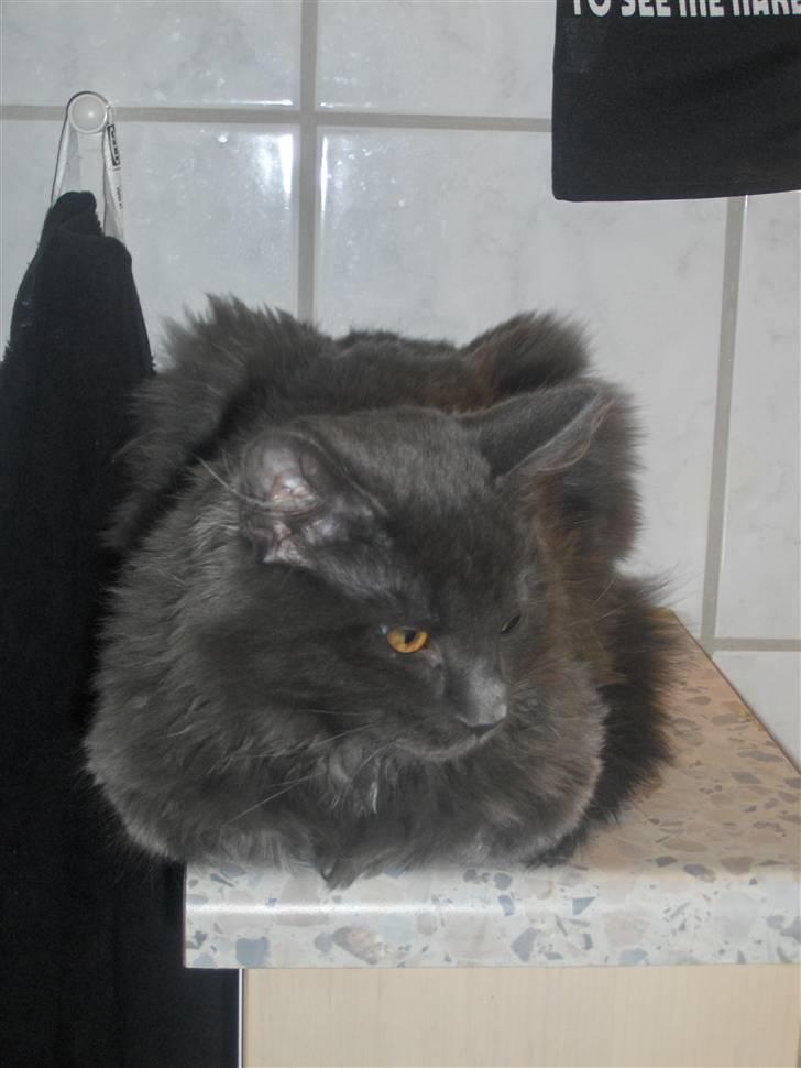 Blanding af racer Malou har fået nyt hjem billede 2