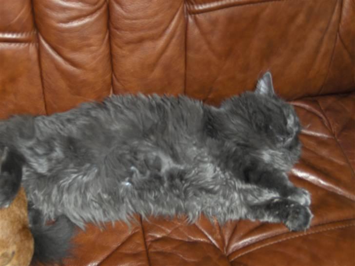 Blanding af racer Malou har fået nyt hjem billede 3