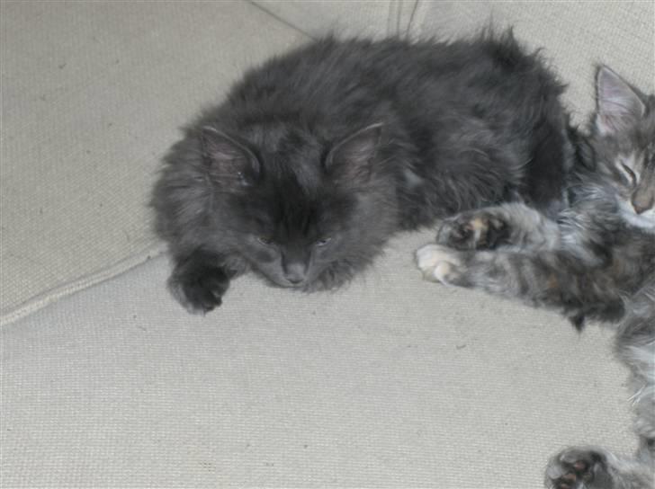 Blanding af racer Malou har fået nyt hjem billede 5