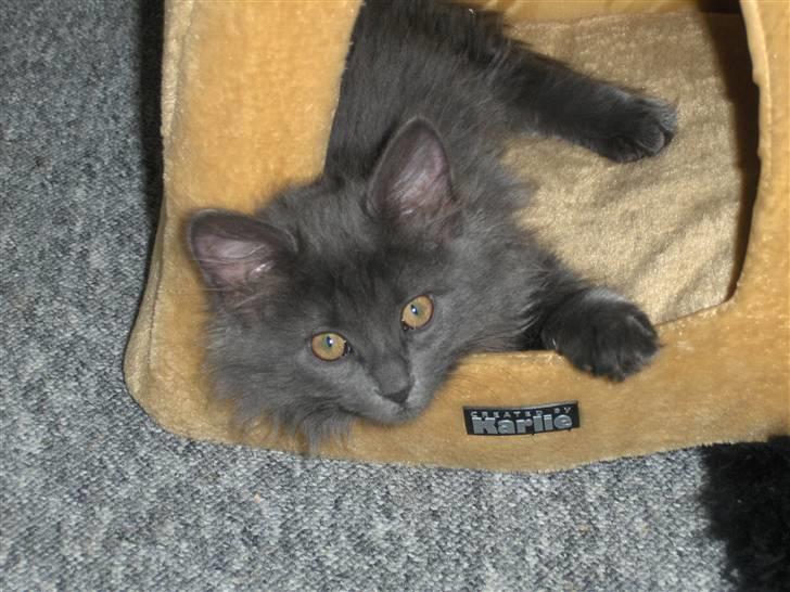 Blanding af racer Malou har fået nyt hjem billede 6